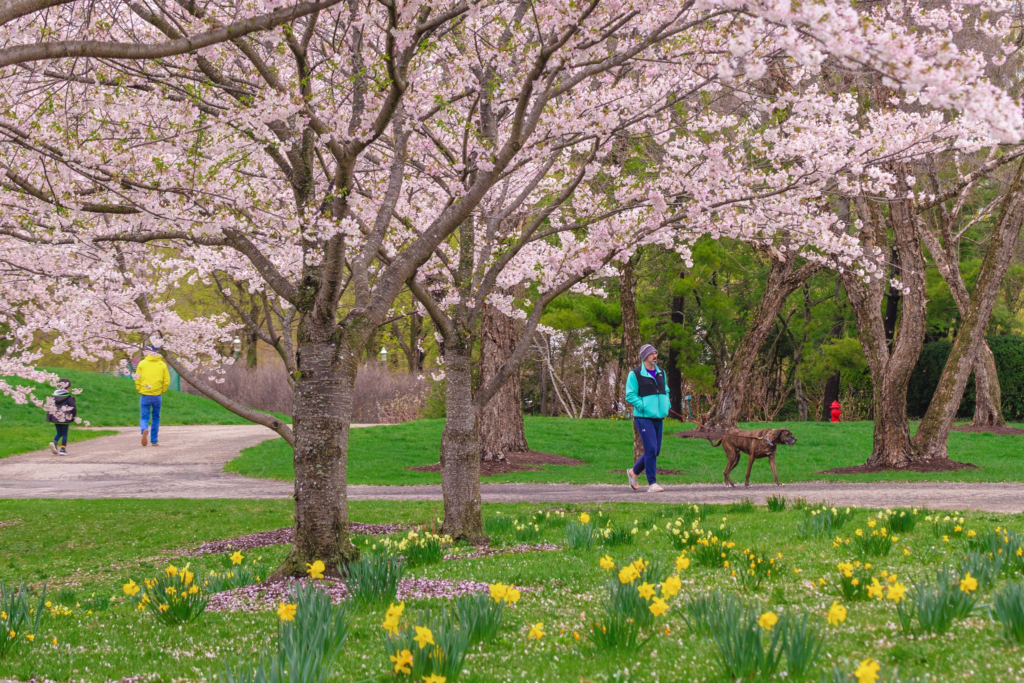 Columbus events this weekend, Peak Cherry Blossoms, Clippers Baseball, and Live Comedy Lead a Sunny April Lineup Columbus events this weekend, Peak Cherry Blossoms, Clippers Baseball, and Live Comedy Lead a Sunny April Lineup